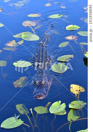 American Alligator - Alligator mississippiensis - swimming amidst spatterdock. 101956695