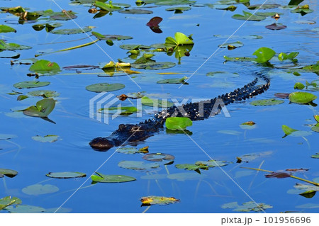 American Alligator - Alligator mississippiensis - swimming amidst spatterdock. 101956696