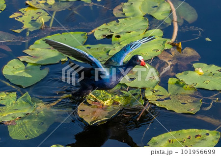 Purple Gallinule - Porphyrio martinicus - on Spatterdock bed in Everglades. 101956699