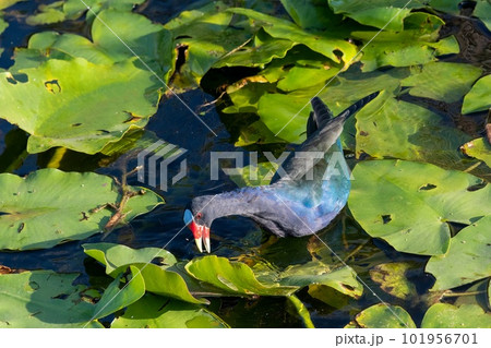 Purple Gallinule - Porphyrio martinicus - on Spatterdock bed in Everglades. 101956701