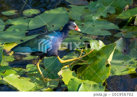 Purple Gallinule - Porphyrio martinicus - on Spatterdock bed in Everglades. 101956702