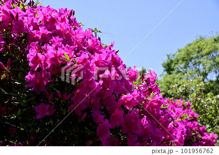 長岳寺参道に咲く満開のツツジ 101956762