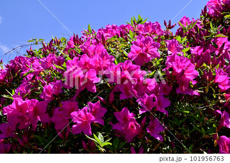 長岳寺参道に咲く満開のツツジ 101956763