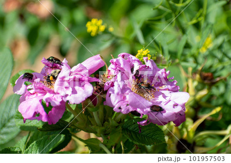 Pink flowers are being swarmed by Japanese beetles and bees 101957503