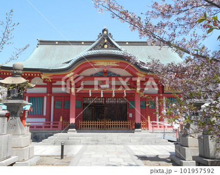土佐稲荷神社の葉桜 101957592