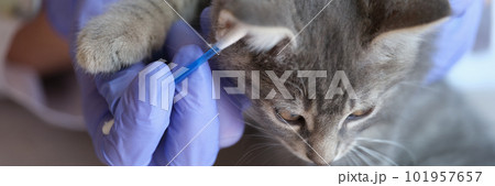 Veterinarian examining little grey cat ears with ear stick Veterinarian examining little grey cat ears with ear stick 101957657