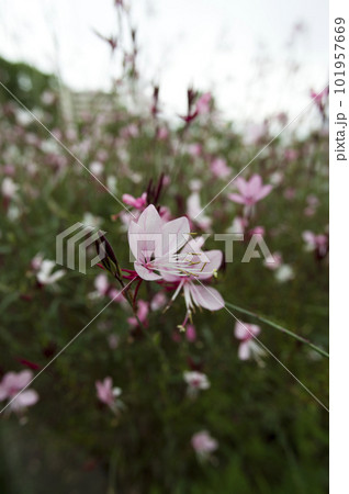 ピンク色のヤマモモソウ(山桃草)の花が咲いています。学名Oenothera lindheimeri ピンク色のヤマモモソウ(山桃草)の花が咲いています。学名Oenothera lindheimeri 101957669