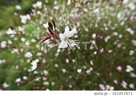 ピンク色のヤマモモソウ(山桃草)の花が咲いています。学名Oenothera lindheimeri ピンク色のヤマモモソウ(山桃草)の花が咲いています。学名Oenothera lindheimeri 101957671