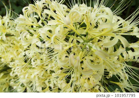 シロバナマンジュシャゲの白い花が咲いています。学名はLycoris albiflora。白い彼岸花 シロバナマンジュシャゲの白い花が咲いています。学名はLycoris albiflora。白い彼岸花 101957795