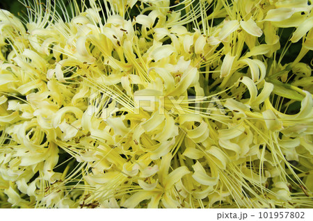 シロバナマンジュシャゲの白い花が咲いています。学名はLycoris albiflora。白い彼岸花 101957802