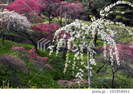 花桃の里 花桃の里 101958041