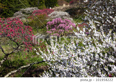 花桃の里 101958222