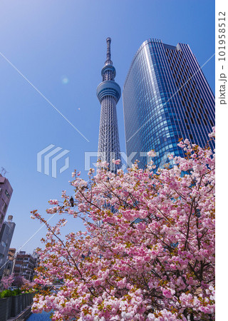 東京スカイツリー 東京スカイツリー 101958512