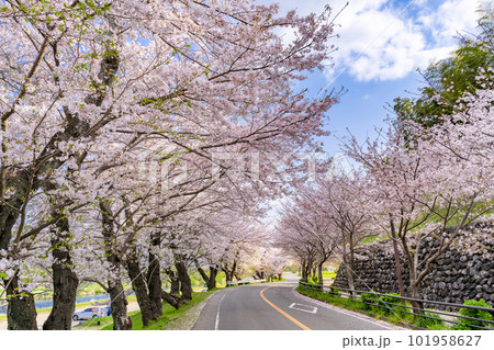 静岡県伊豆の国市　狩野川さくら公園の景色 101958627