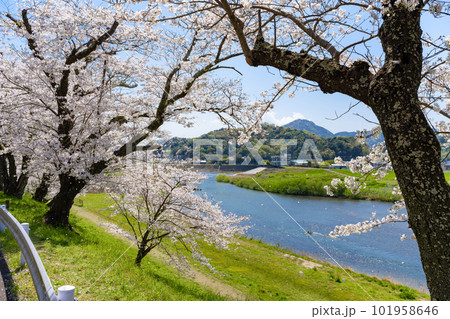 静岡県伊豆の国市　狩野川さくら公園の景色 101958646