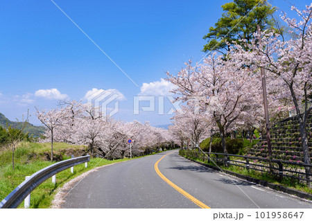 静岡県伊豆の国市　狩野川さくら公園の景色 101958647