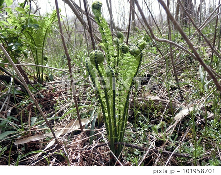 クサソテツ（秋田県大潟村・4/13） 101958701