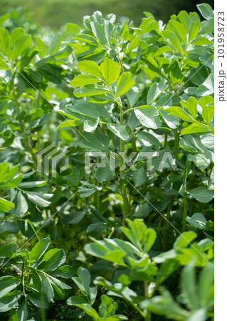 カラスノエンドウ　芽　花　葉っぱ 101958723