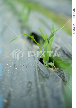 トウモロコシの苗 101958730