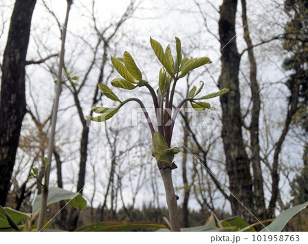 コシアブラの新芽（秋田市下浜八田・4/18） 101958763