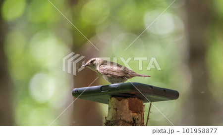 Common chiffchaff, lat. phylloscopus collybita, sitting on branch of bush in spring and looking for food 101958877