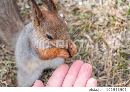 A squirrel in the spring or autumn eats nuts from a human hand. Eurasian red squirrel, Sciurus vulgaris A squirrel in the spring or autumn eats nuts from a human hand. Eurasian red squirrel, Sciurus vulgaris 101958901