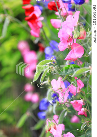 色とりどりのスイートピー 色とりどりのスイートピー 101959093