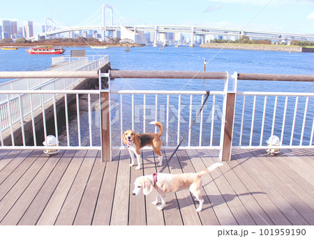 お台場をお散歩中の2匹のビーグル犬 101959190