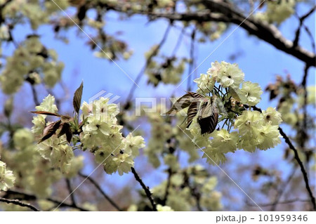 ウコン桜 ウコン桜 101959346