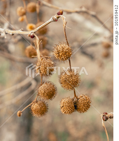 Plane tree fruits in early spring 101959412