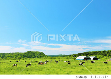 北海道　青空の牧場風景 101959517