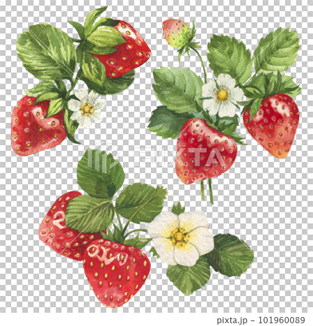 Watercolor strawberries with leaves Watercolor strawberries with leaves 101960089