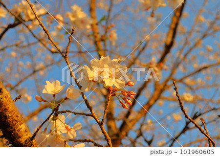 夕方の桜と青空 101960605