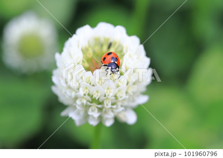 シロツメクサとてんとう虫　 101960796