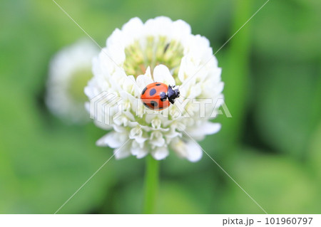 シロツメクサとてんとう虫　 101960797