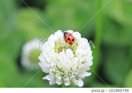 シロツメクサとてんとう虫　 101960799
