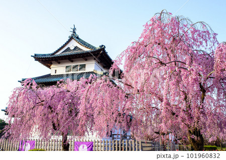 弘前城の朝 桜に囲まれる曳家された天守閣 2023年 青森県 弘前城の朝 桜に囲まれる曳家された天守閣 2023年 青森県 101960832