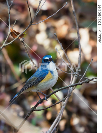 色鮮やかなルリビタキ 101960844