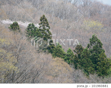 春の森 春の森 101960881