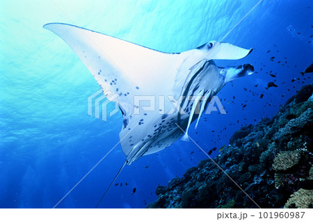 石垣島のマンタ 101960987