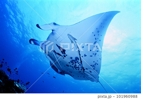 石垣島のマンタ 101960988