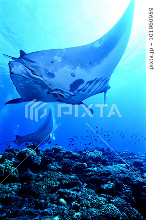石垣島のマンタ 石垣島のマンタ 101960989