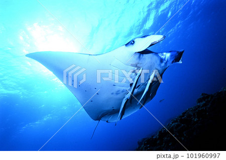 石垣島のマンタ 101960997