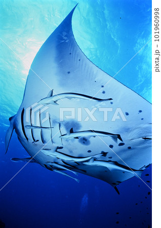 石垣島のマンタ 101960998