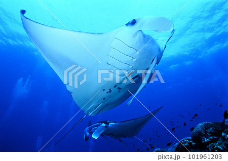 踊りを舞っているようなマンタのペア 101961203