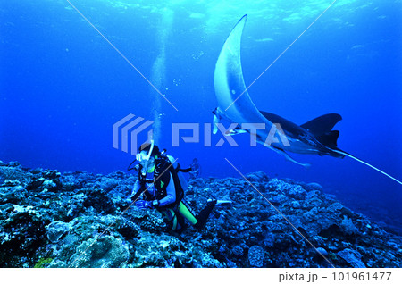 ダイバーに急接近するマンタ ダイバーに急接近するマンタ 101961477