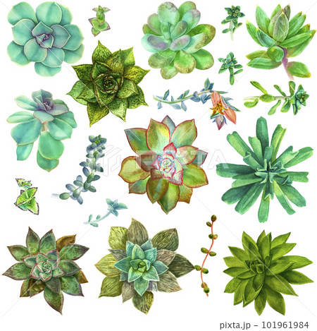 Set of succulent on an isolated white background, hand drawing, botanical painting for design, print, watercolor illustration. Set of succulent on an isolated white background, hand drawing, botanical painting for design, print, watercolor illustration. 101961984
