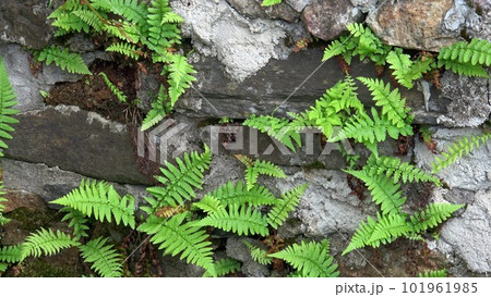 Close up of old stone wall with wild fern, Polypodiopsida or Polypodiophyta. Close up of old stone wall with wild fern, Polypodiopsida or Polypodiophyta. 101961985