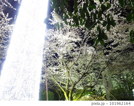 御殿場高原 時之栖 イルミネーションと桜 101962164