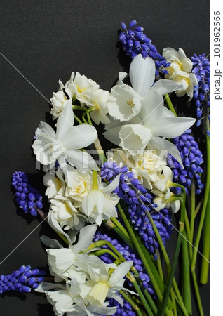 白い水仙と紫のムスカリの花　 101962566